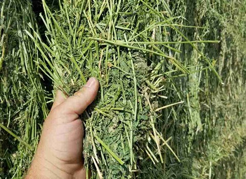 تصویر 3 از قیمت خرید یونجه غذای خر با فروش عمده